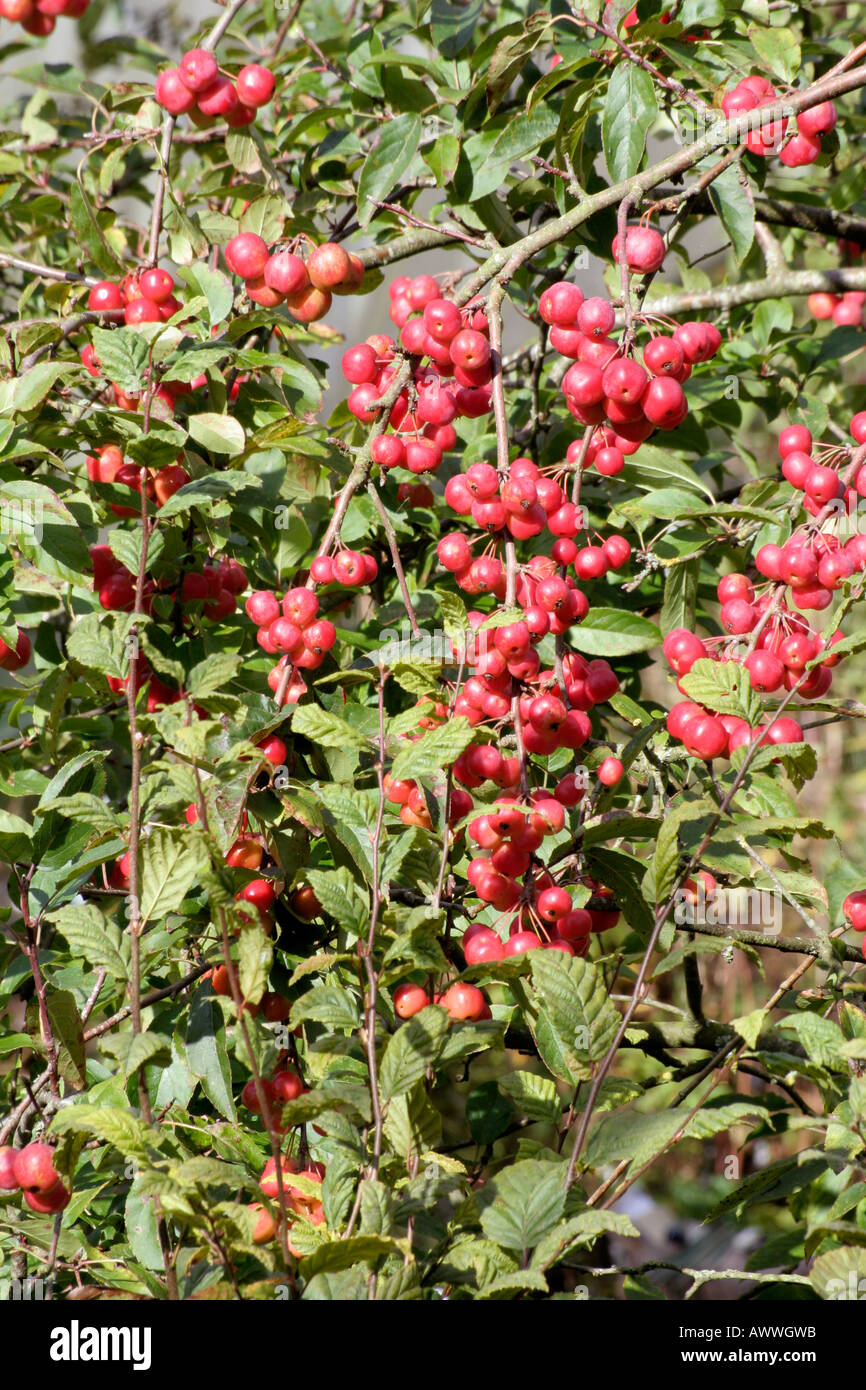 Malus x robusta sentinella rossa durante il mese di ottobre come i frutti raggiungano il loro colore pieno Foto Stock