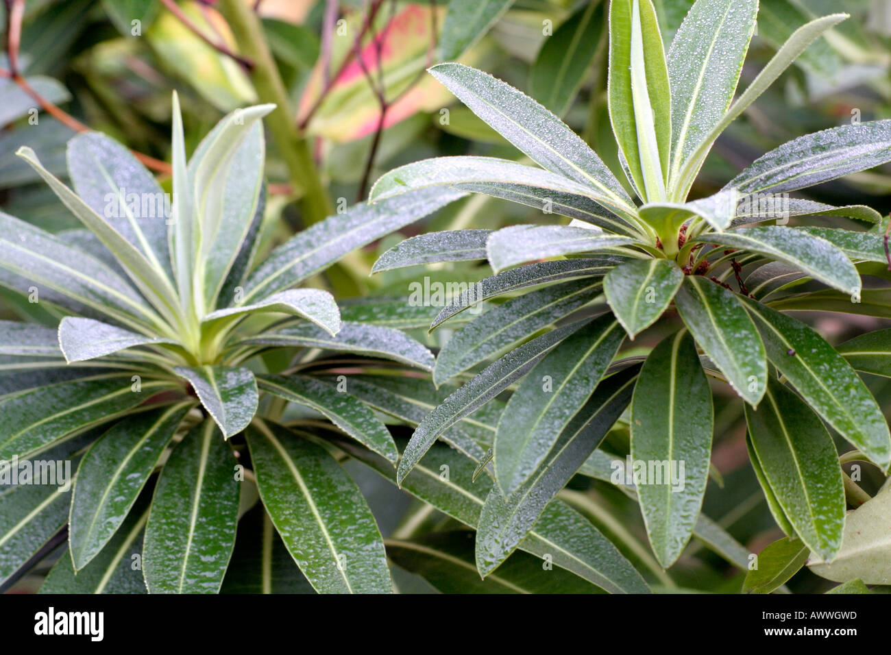 Le foglie carnose di Euphorbia stygiana con rugiada di autunno Foto Stock