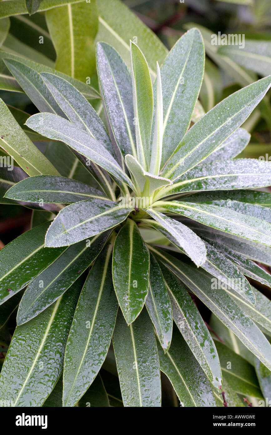 Euphorbia stygiana con un fiore di inizio di rugiada di mattina Foto Stock