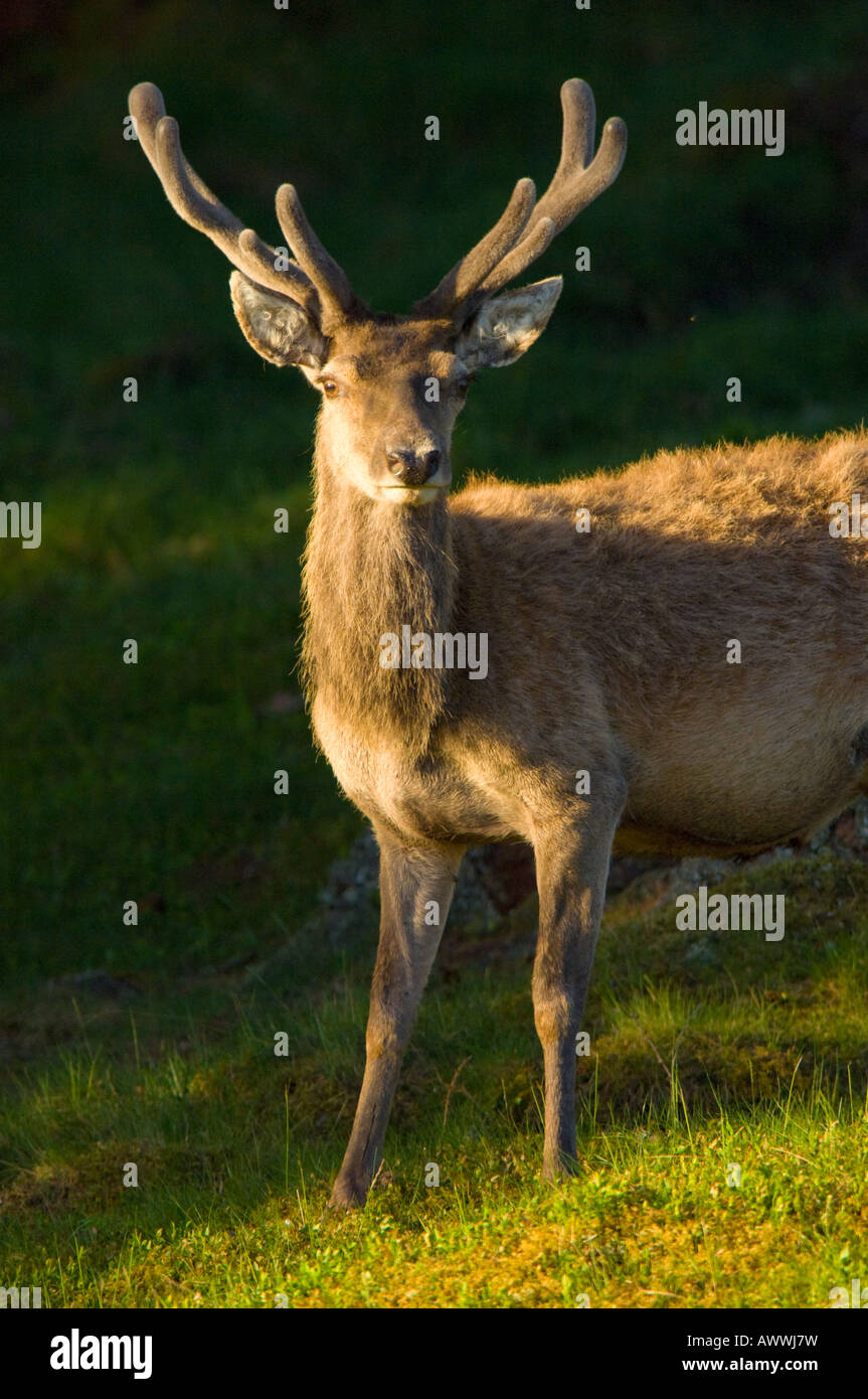 Un cervo rosso cervo, Cervus elaphus, in estate con corna di cervo in velluto, nei Cairngorms nelle Highlands Scozzesi. Foto Stock