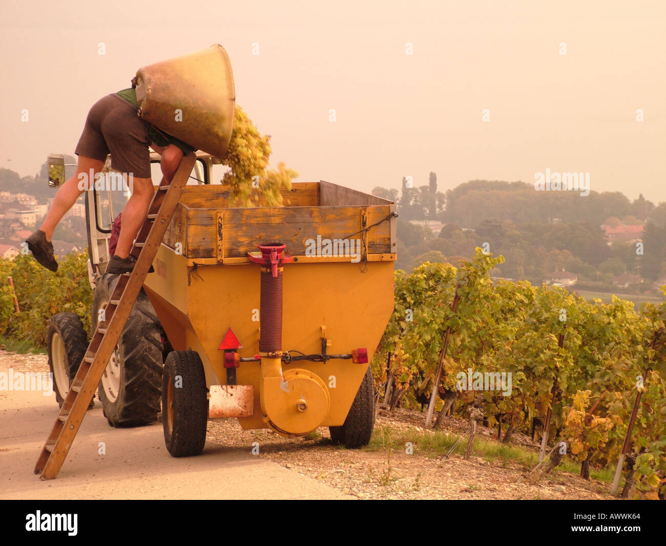 AJD47107, Svizzera, Europa, Vaud, Mont-Sur-Rolle, La Cote Foto Stock