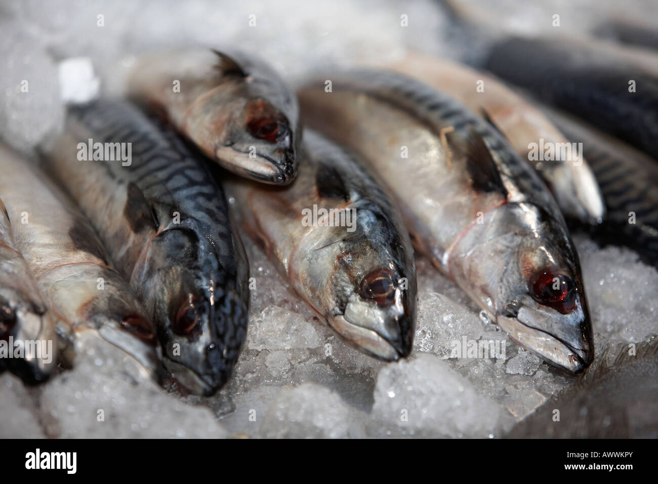 Fila di sgombro su un letto di ghiaccio su un pescivendoli pesce fresco stallo a un mercato coperto Foto Stock