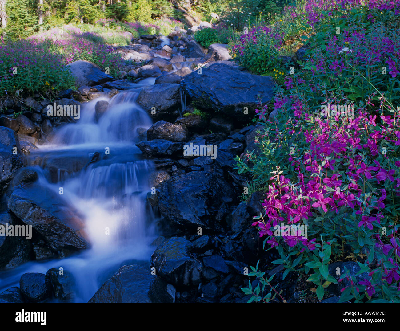 (Fireweed Epilobium Angustifolium) al fianco del torrente di montagna. Mount Baker area selvaggia, Washington, Stati Uniti d'America Foto Stock