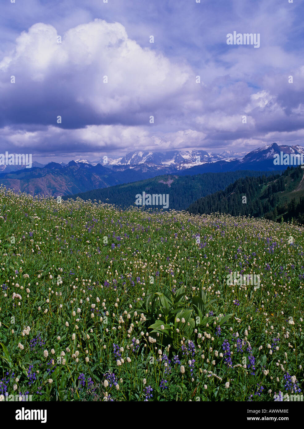 Prato Sub-Alpine, Mt Baker area selvaggia, Washington, Stati Uniti d'America Foto Stock