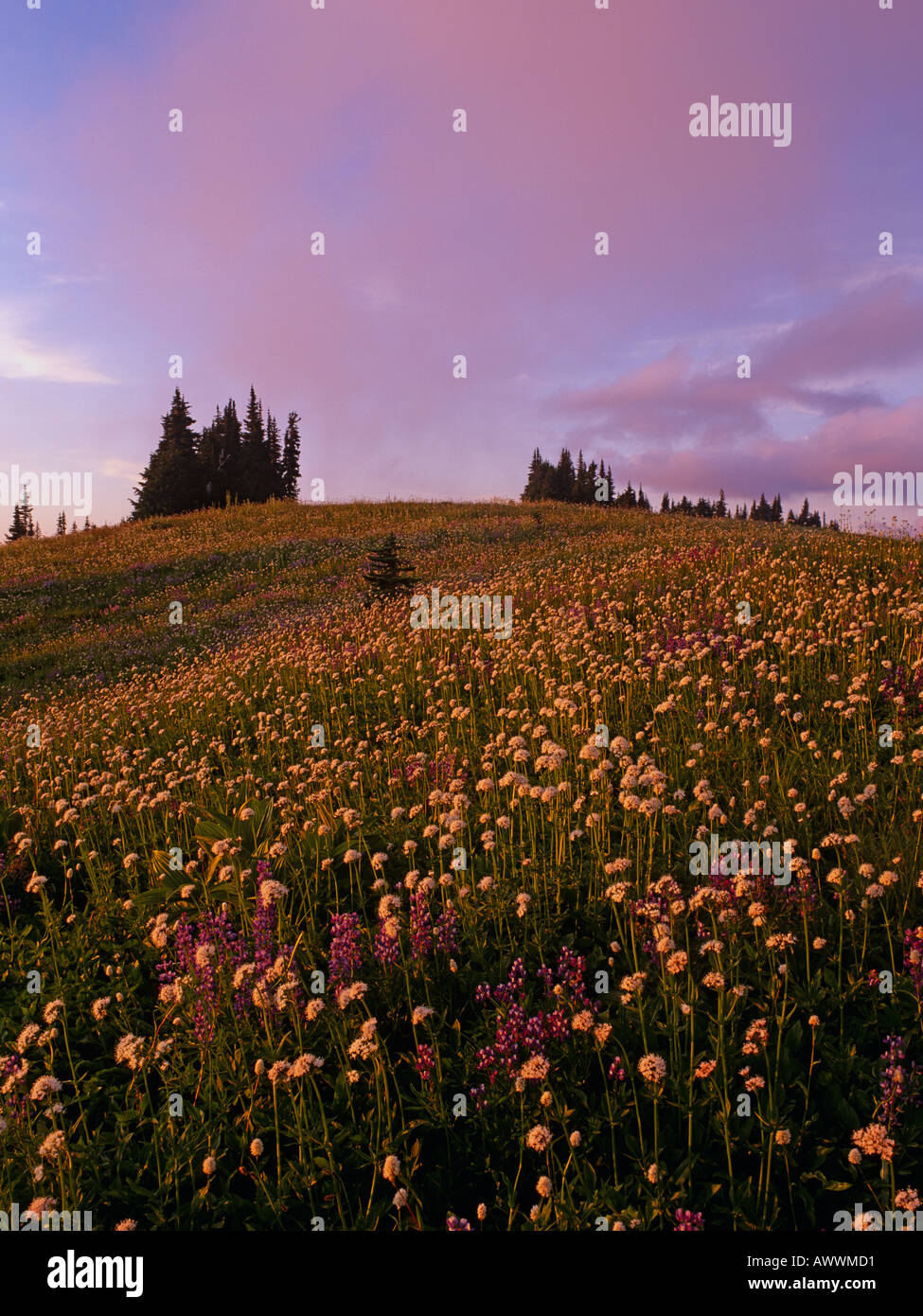 Prato subalpino, Mt Baker area selvaggia, Washington, Stati Uniti d'America Foto Stock