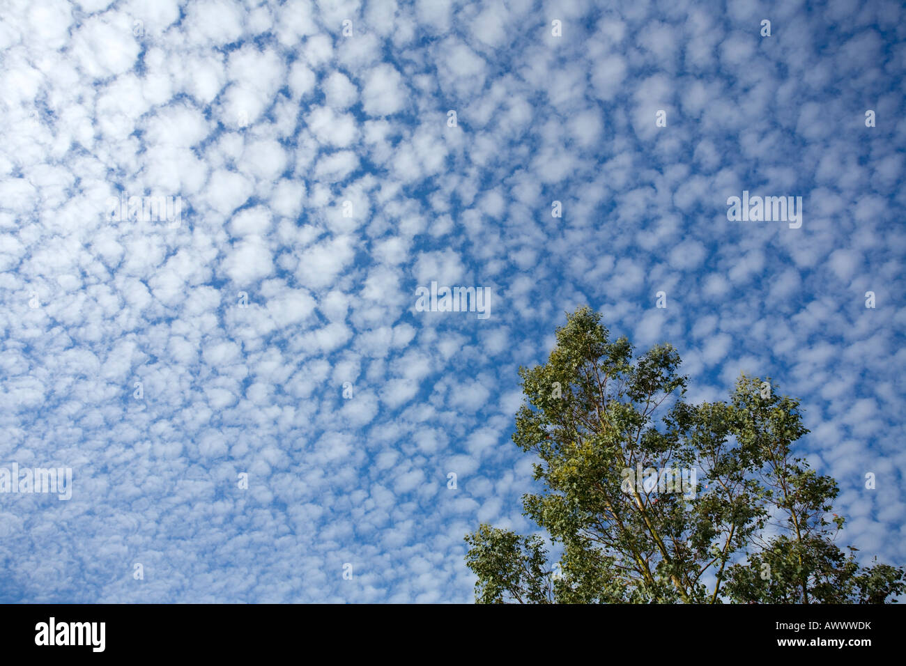 La lana di cotone nuvole. autocumulus su un luminoso giorno. Foto Stock