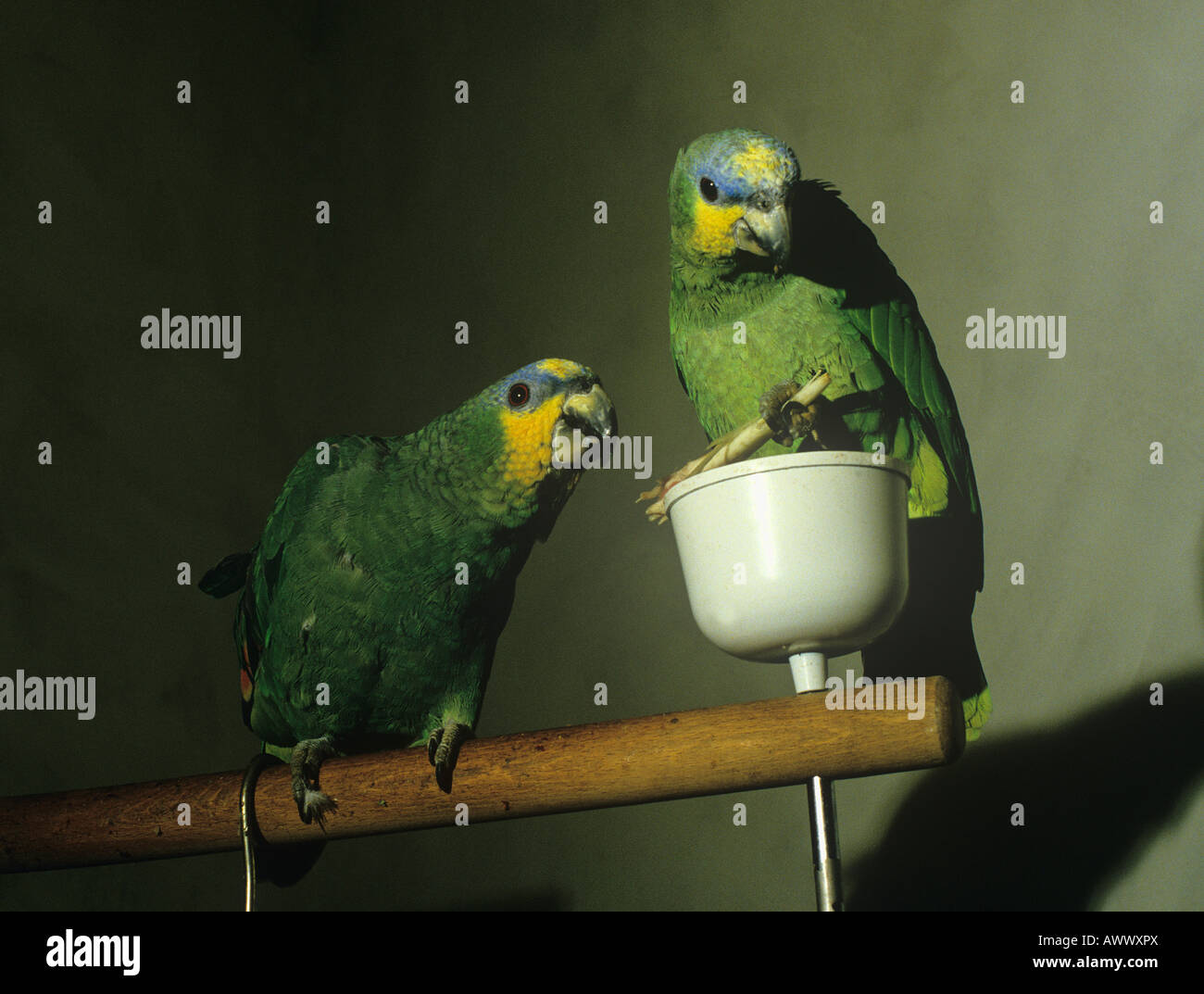 Coppia di ala arancione Amazon pappagalli a lungo vissuto di medie dimensioni pappagalli in grado di discorso popolare di formazione animali domestici Foto Stock