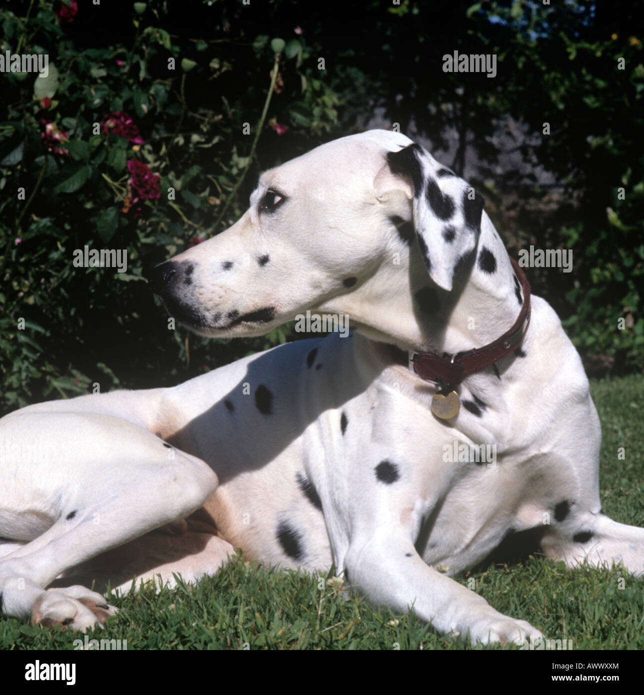 Coppia di Dalmata cane maschio circa 6 anni Foto Stock