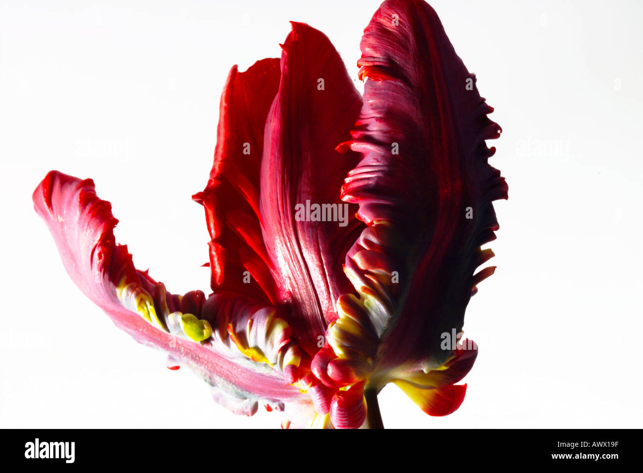 Parrot Tulip (Tulipa rococò), close-up Foto Stock