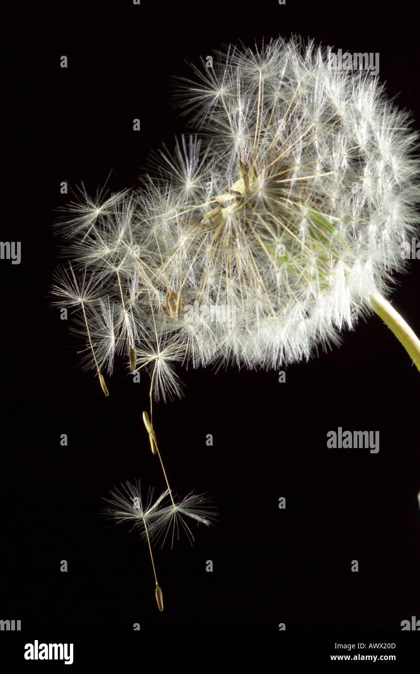 Tarassaco (Taraxacum officinale), close-up Foto Stock
