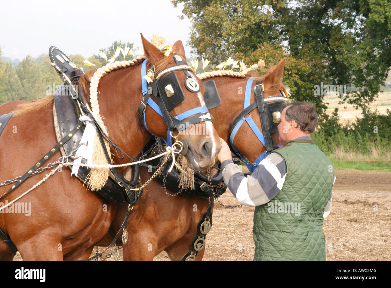 La cinquantaseiesima nazionale britannico di aratura campionati Match, Loseley Park, Guildford, Surrey, Ottobre 2006 Foto Stock