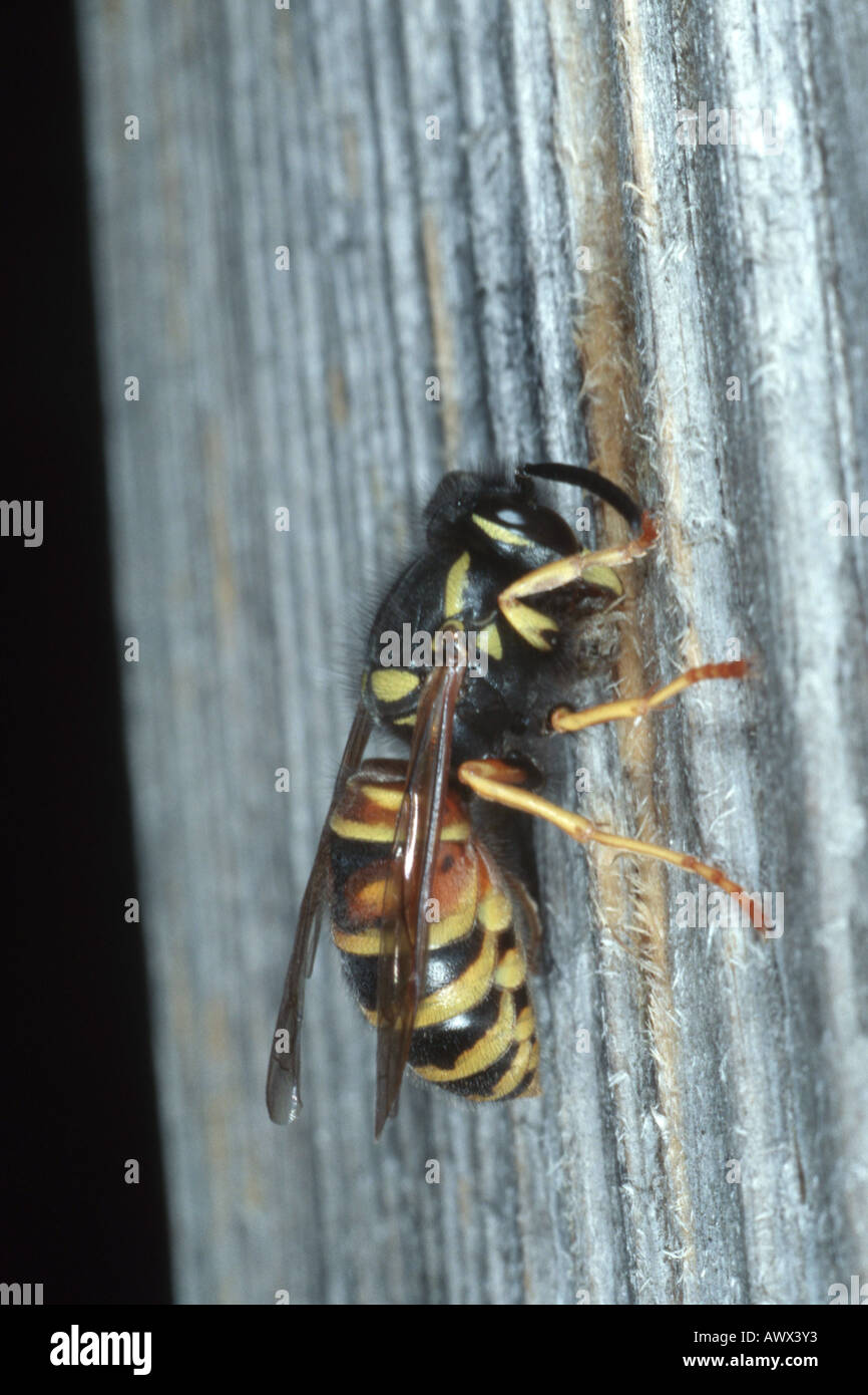 Red wasp (Vespula rufa, Paravespula rufa), unico animale raccolta materiale nido Foto Stock