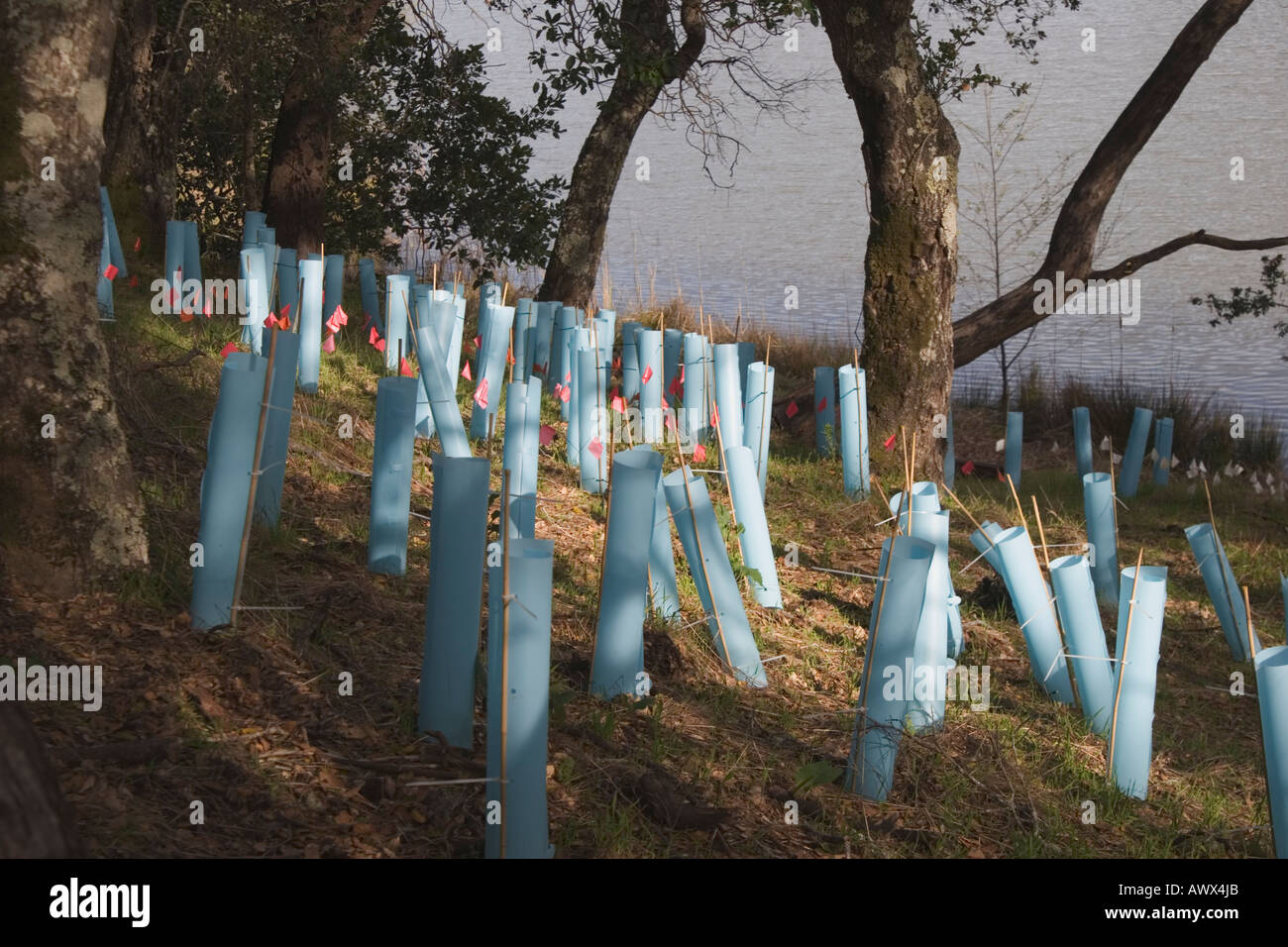 Ripiantati vegetazione a lago Lagunitas nel Marin acqua comunale distretto Marin County California USA Foto Stock