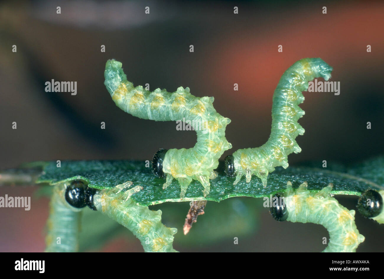 Sawfly (Nematus melanocephala), larve Foto Stock