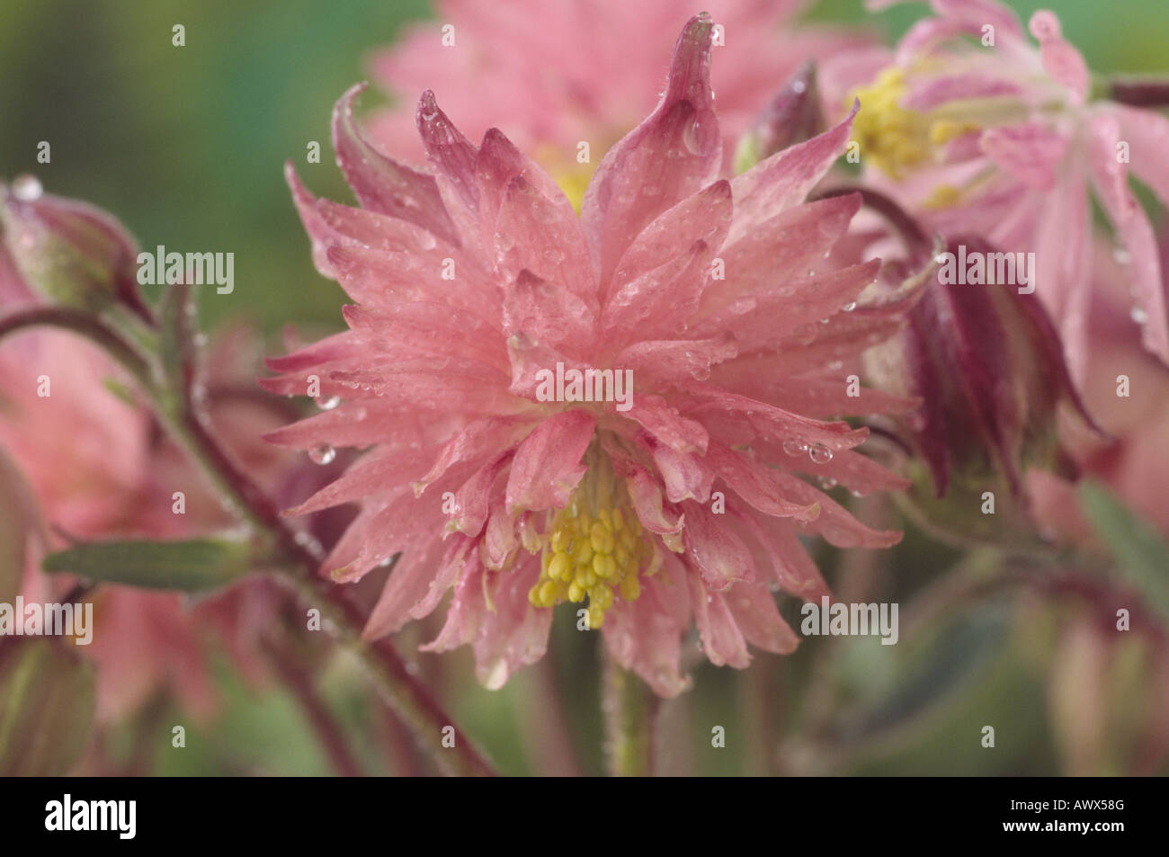 Aquilegia vulgaris var. stellata "Rose Barlow' (Columbine) Barlow serie. Foto Stock