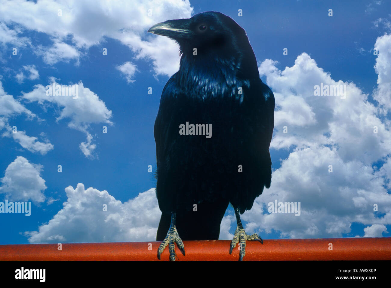 Altered digitalmente vista di un corvo nero e il cielo blu con nuvole bianche Foto Stock