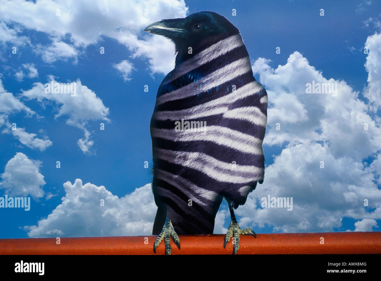 Altered digitalmente vista di una zebra striped corvo nero e il cielo blu con nuvole bianche Foto Stock