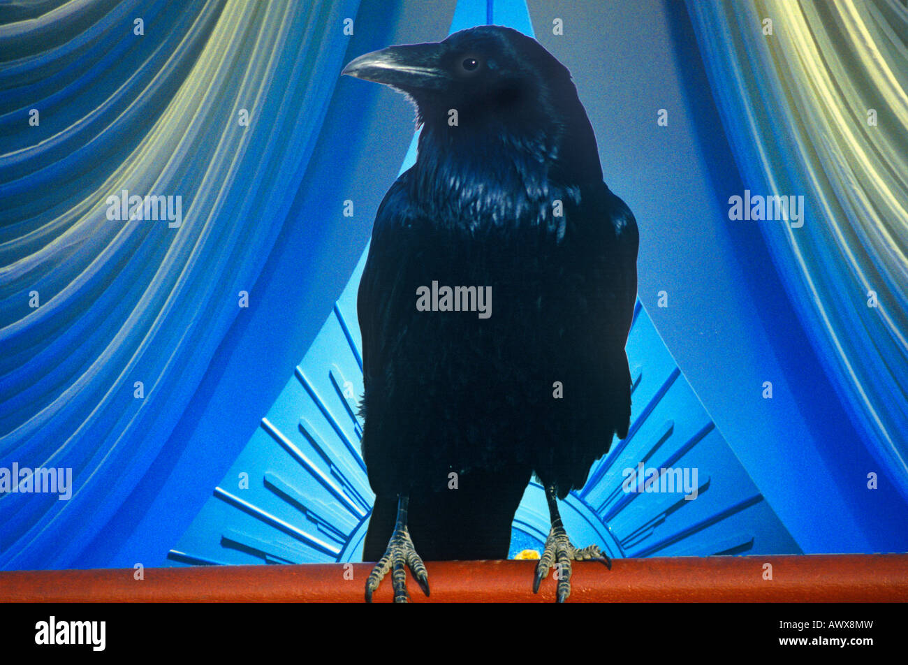 Altered digitalmente vista di un corvo nero e la fase di tende Foto Stock