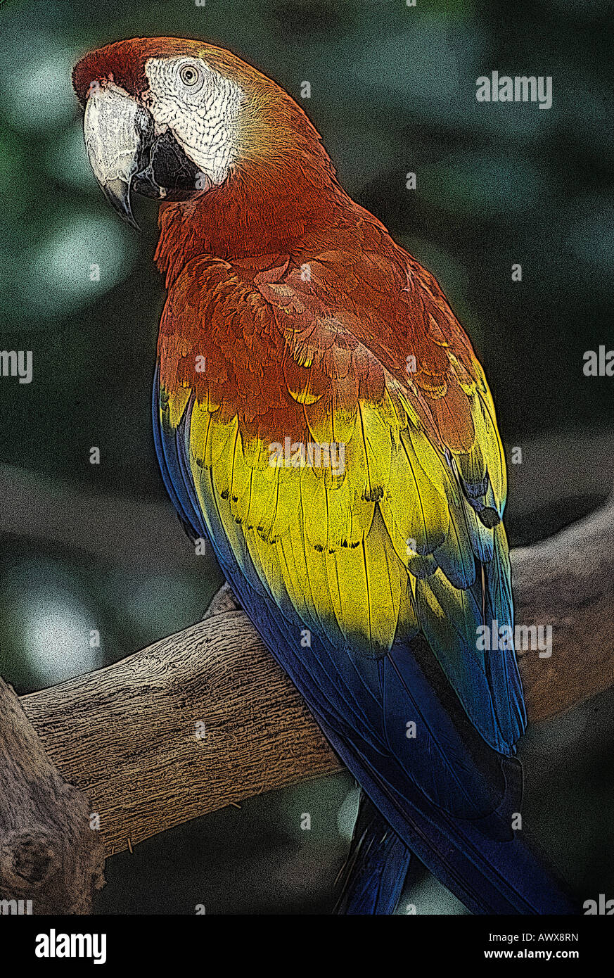 Altered digitalmente vista di un addestrato Macaw pappagallo a Sunken Gardens, San Pietroburgo, FL Foto Stock