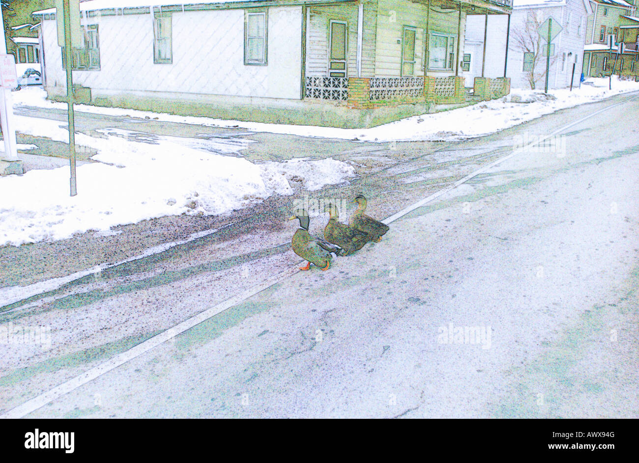 In modo digitale immagine alterata di anatre attraversando la strada in piccole città NJ in inverno Foto Stock