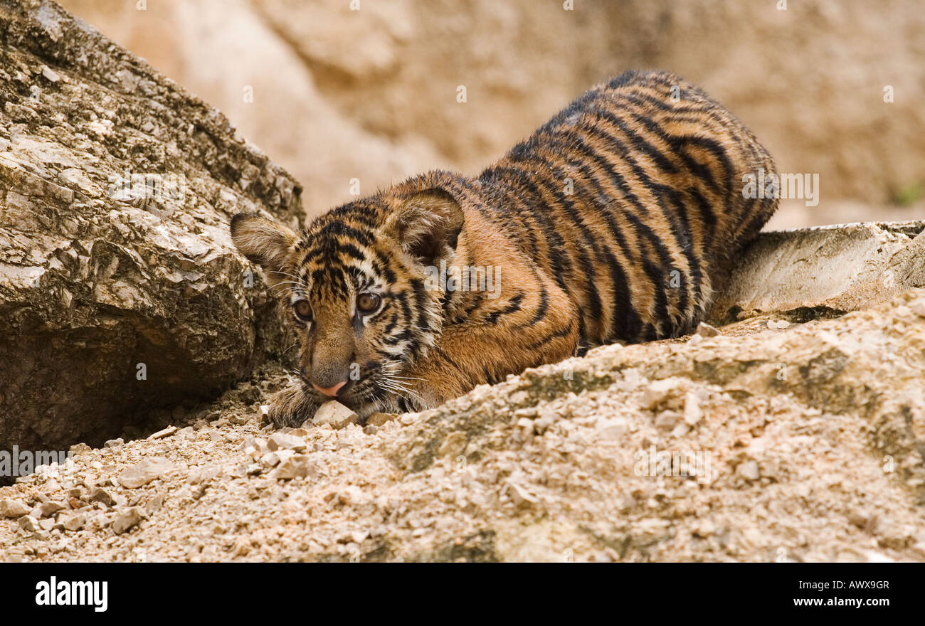 Una tigre indocinesi cub giocando Panthera tigris Foto Stock