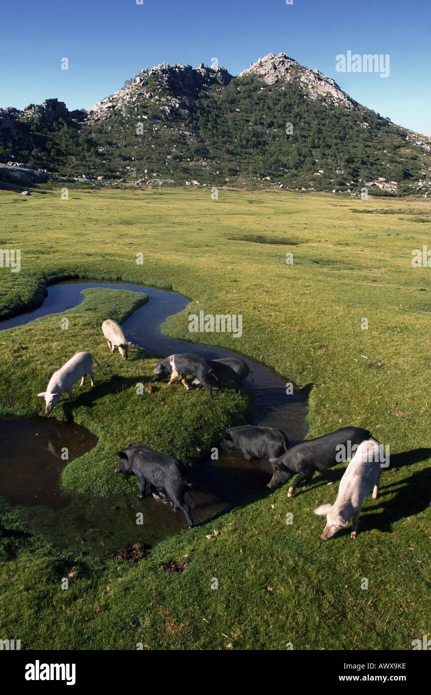 Allentati i suini in Corsica, Francia, Corsica, Alta Roca, plateau de Cuscione Foto Stock