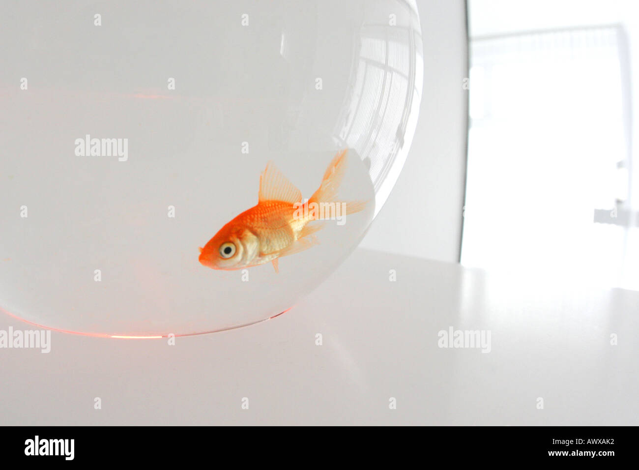 Goldfish, carpa comune (Carassius auratus), in oro serbatoio di pesce Foto Stock