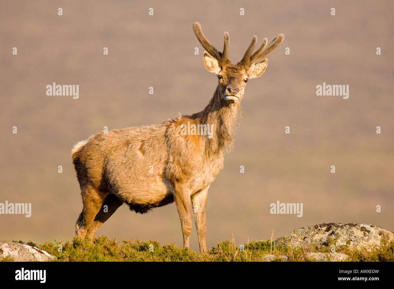 Un cervo rosso cervo, Cervus elaphus, in estate con corna di cervo in velluto, nei Cairngorms nelle Highlands Scozzesi. Foto Stock