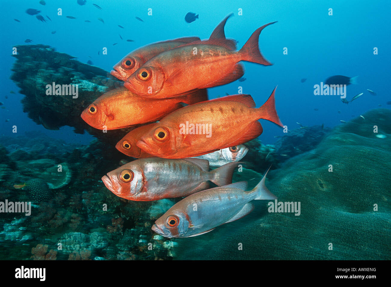 Baia di Sodwana potete, Oceano Indiano, Sud Africa, scuola di cresent-coda (bigeyes Priacanthus hamrur) vicino a Coral reef Foto Stock