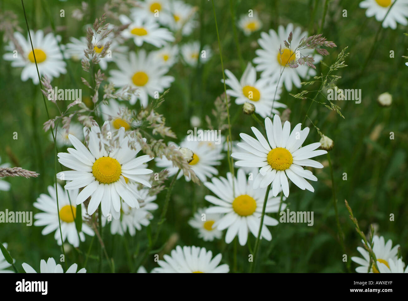Daisy Bellis perennis Foto Stock
