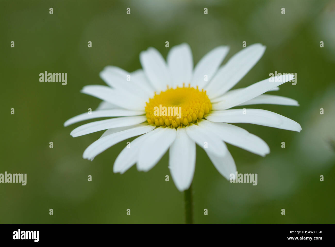 Daisy Bellis perennis Foto Stock