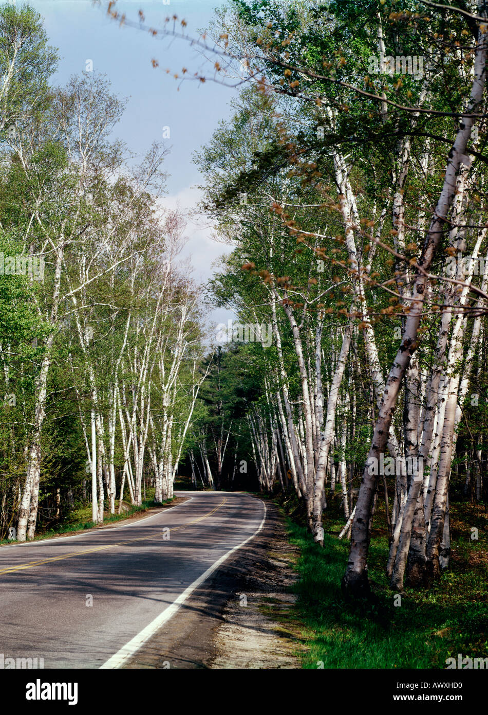 Maestosi alberi di betulla linea l'autostrada vicino Shelbourne in New Hampshire Foto Stock