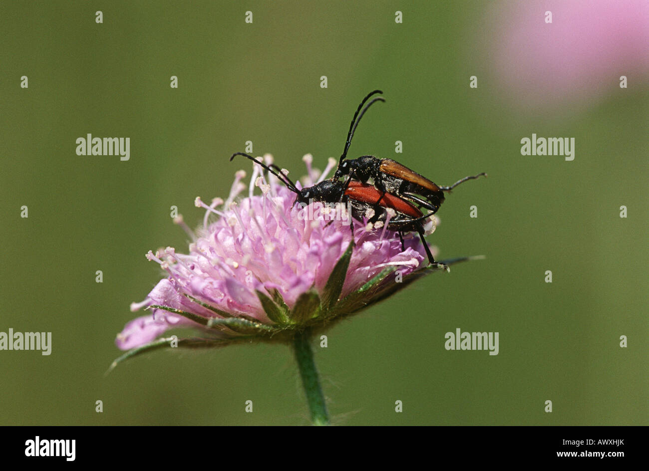 Due longhorn coleotteri coniugata sul campo fiore Scabious, close up Foto Stock