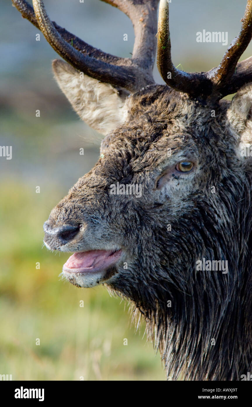 Red Deer stag, Cervus elaphus, durante la stagione di solchi Foto Stock