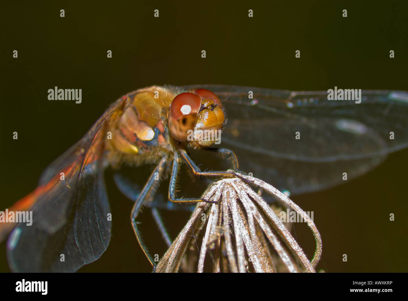 Comune Femmina darter sympetrum striolatum Foto Stock