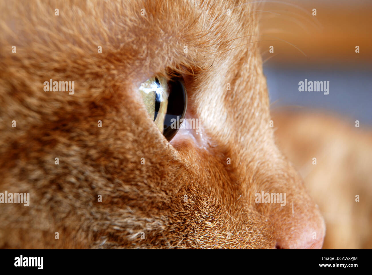 Vicino a un occhio di gatto Foto Stock