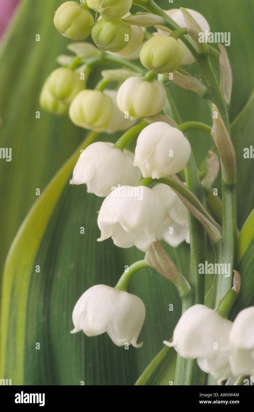 Convallaria majalis 'Hardwick Hall' (giglio della valle) fiori bianchi con foglie verdi che hanno un colore giallo/verde bordo. Foto Stock
