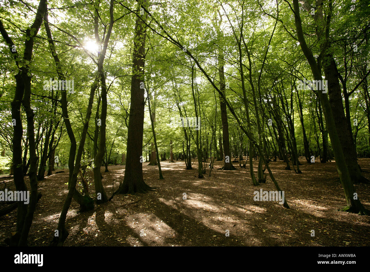 Verde di latifoglie in un inglese di legno con pezzata streaming alla luce del sole attraverso i rami. Foto Stock