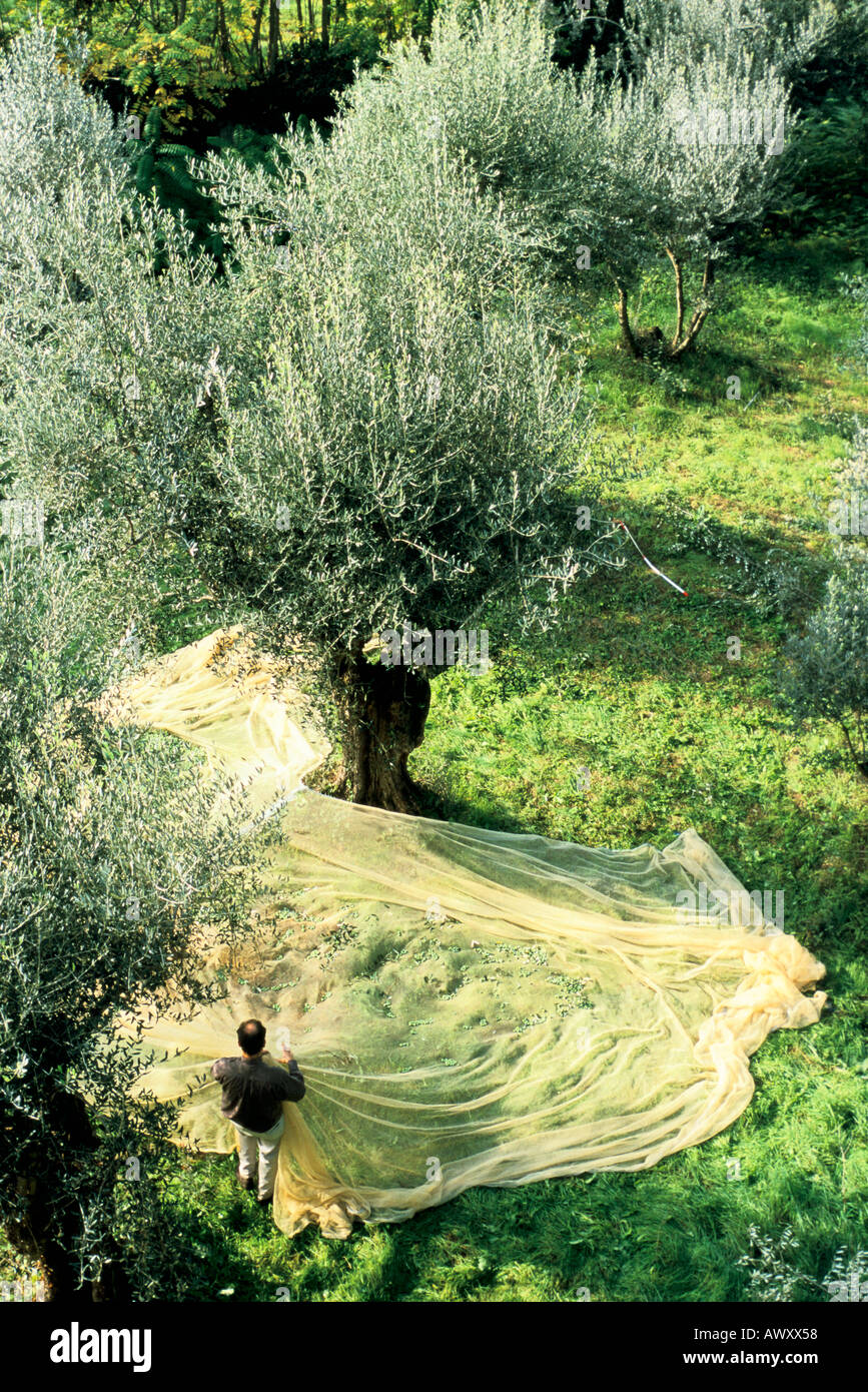 Firenze Firenze Italia uomo la raccolta delle olive tramite net sotto alberi di ulivo Olea europa Novembre Foto Stock