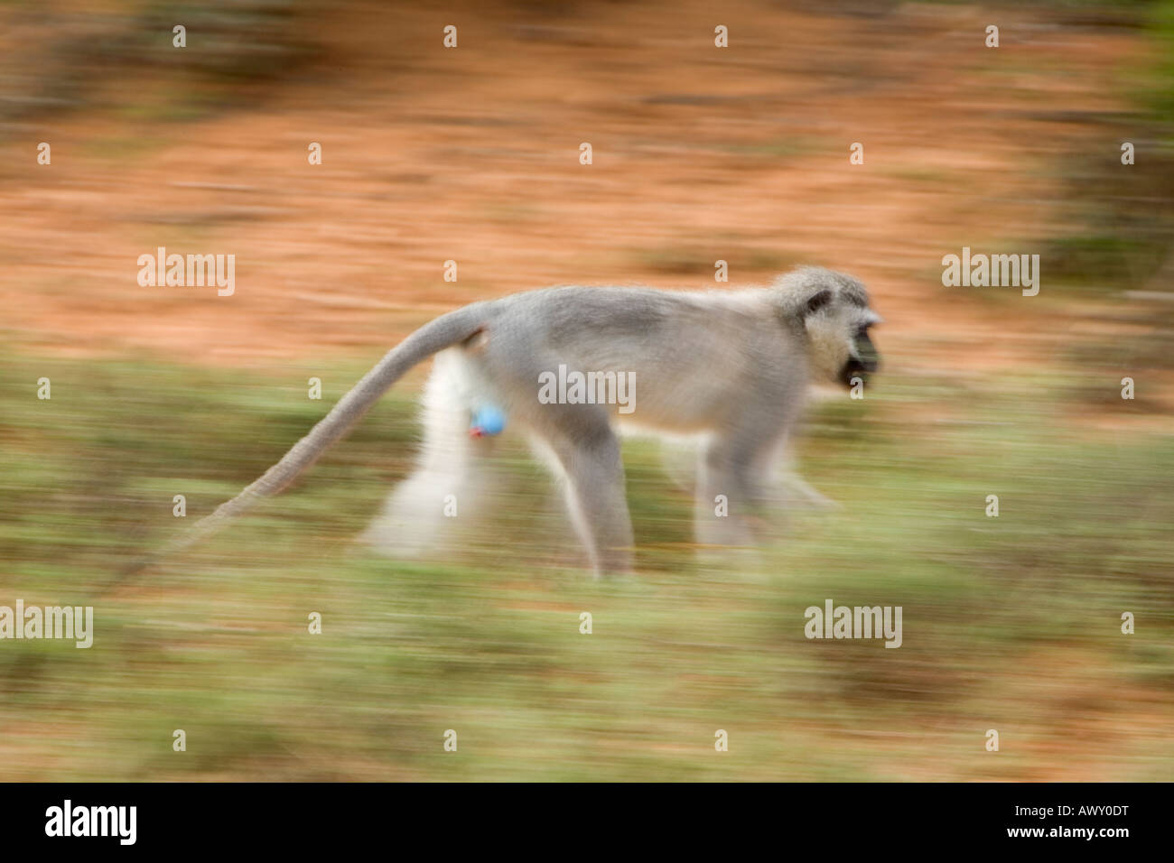 Scimmia Vervet Chlorocebus pygerythrus spostandosi a sud africa Foto Stock