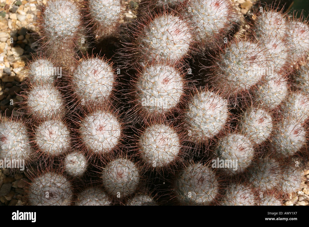 Mammillaria Bombycina Foto Stock