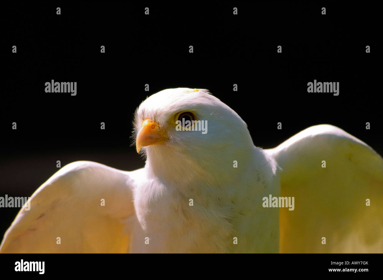 Albino, Gheppio Falco tinnunculus. Foto Stock