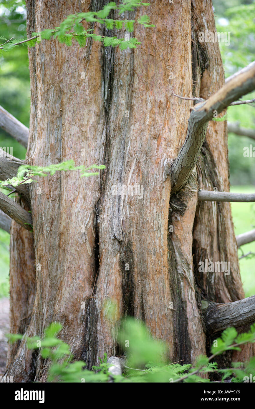 Dawn Redwood tronco di albero, Niagara Conservatory della Farfalla, Niagara, Ontario, Canada Foto Stock