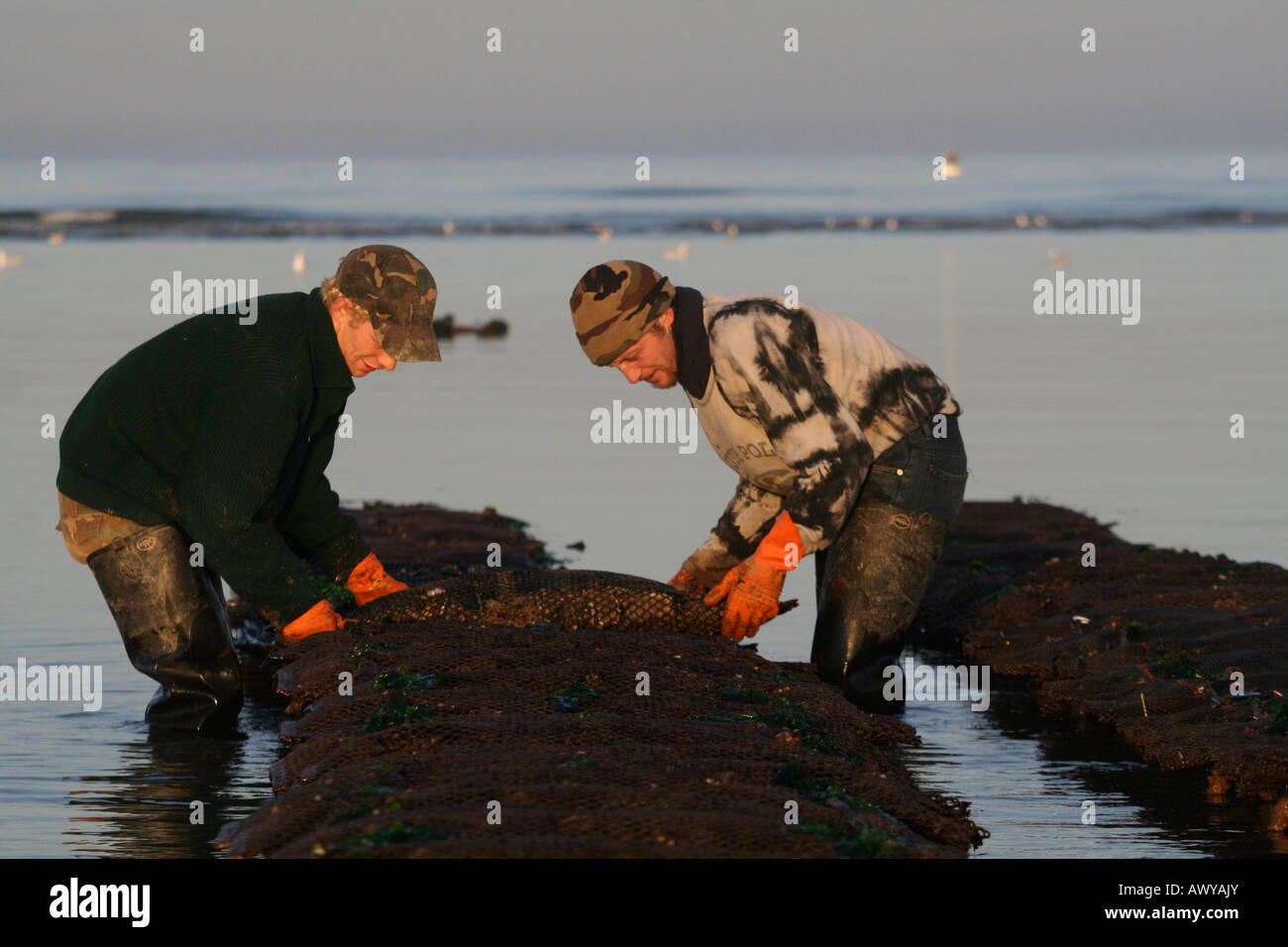 Gli agricoltori che lavorano sui loro letti Oyster con la bassa marea sulla Utah Beach Parco Oyster Basse Normandia Francia Foto Stock