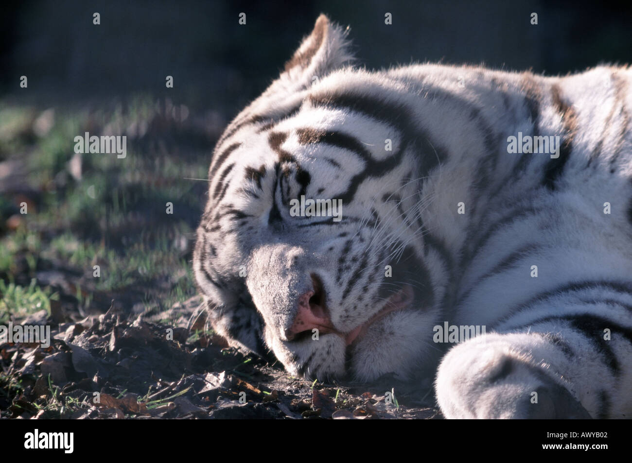 Bianco tigre di Amur Panthera Tigris Actaica Foto Stock