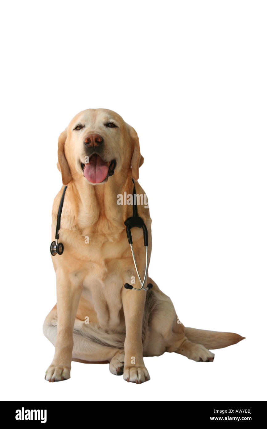 Il labrador in posa come un medico o veterinario Foto Stock