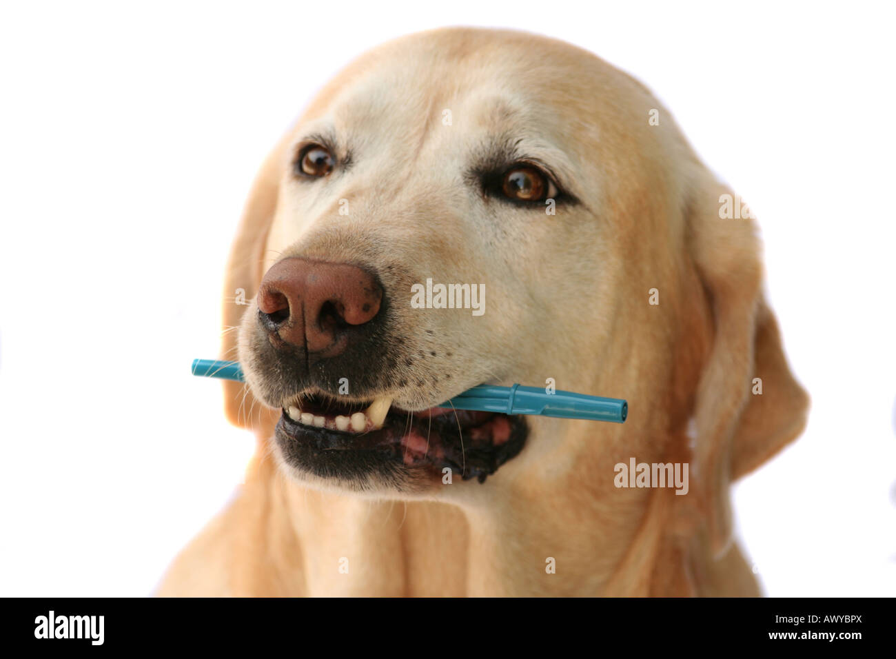 Attento labrador con la penna in bocca Foto Stock