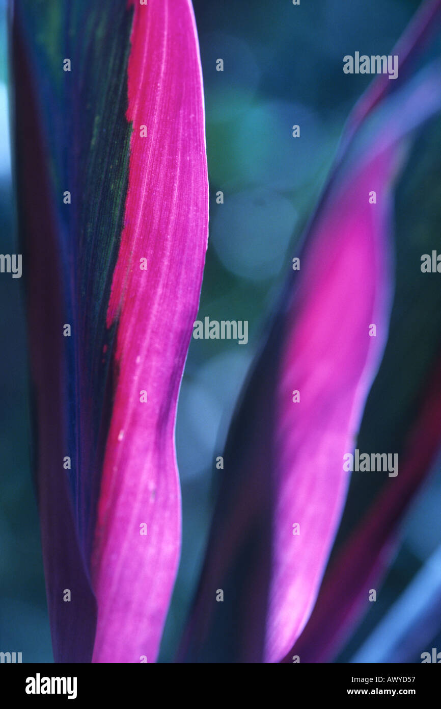 Dettaglio astratto di fucsia e il verde delle foglie di una pianta Foto Stock