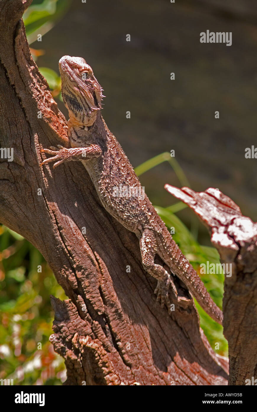 Il drago dalla barba australiana Pogona barbatus, noto anche come drago dalla barba orientale o drago dalla barba comune Foto Stock