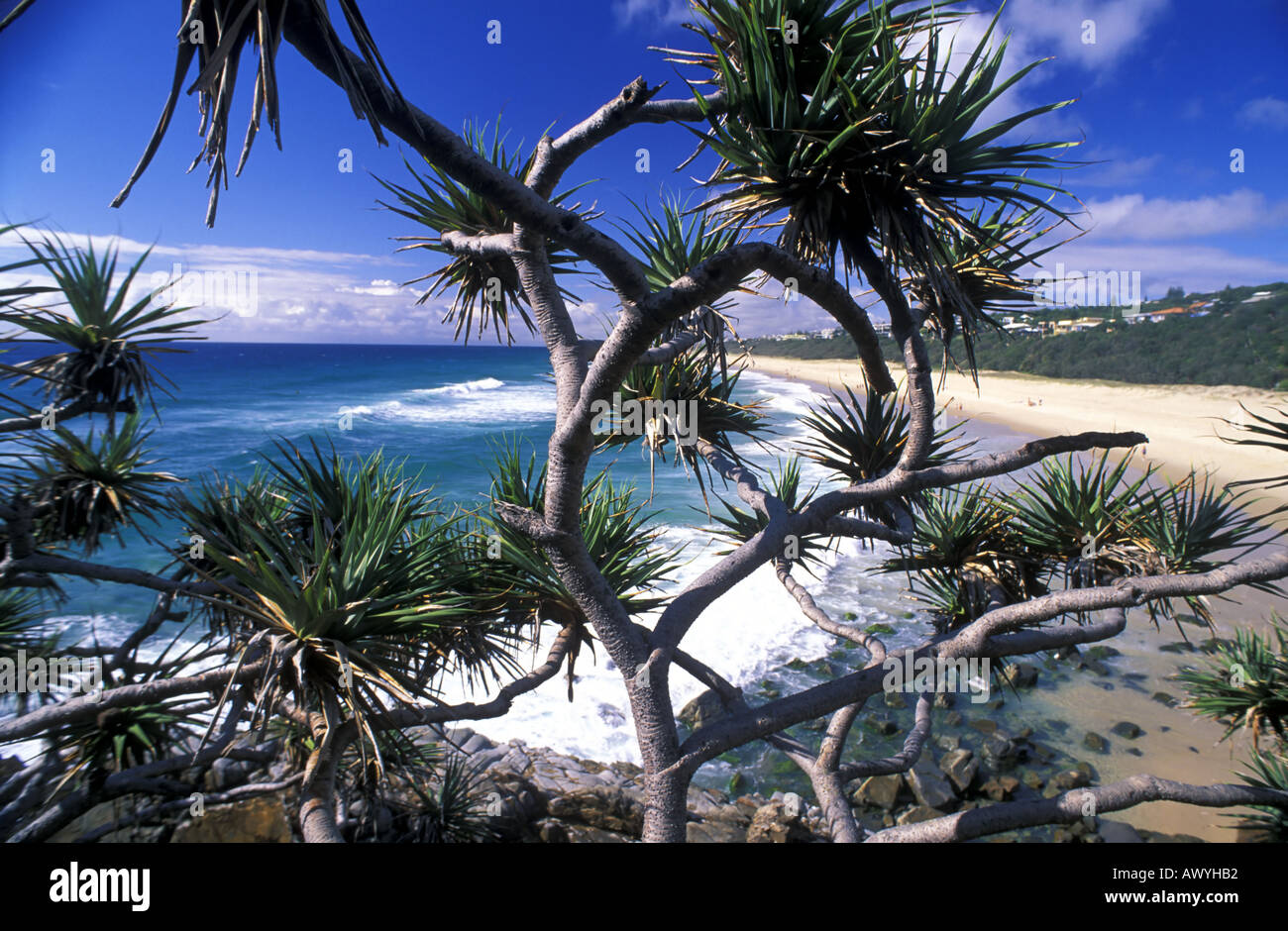 Sole Spiaggia intravisto attraverso la vite pini Pandanus sp Noosa National Park Queensland Australia Foto Stock